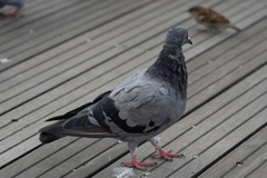 Columba livia domestica