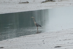 Ardea herodias herodias