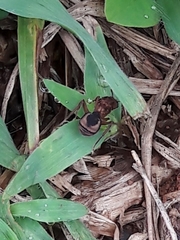 Acromyrmex coronatus