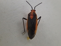 Prepops circumcinctus