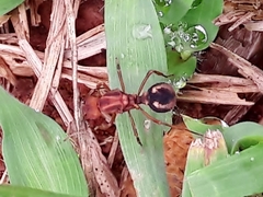 Acromyrmex coronatus