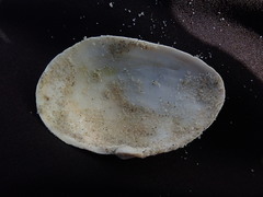 Mactra stultorum