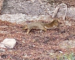 Sciurus niger