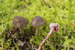 Melanophyllum haematospermum