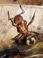 Acromyrmex coronatus