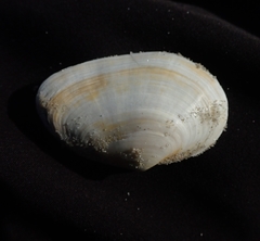 Mactra stultorum