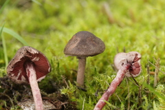 Melanophyllum haematospermum