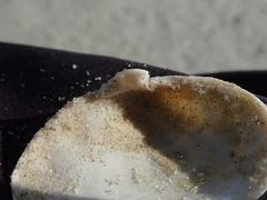 Mactra stultorum