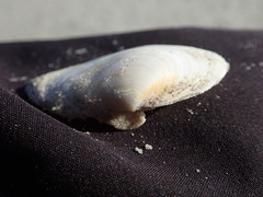 Mactra stultorum