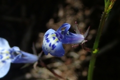 Lobelia flaccida