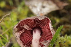 Melanophyllum haematospermum