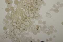 Melanophyllum haematospermum