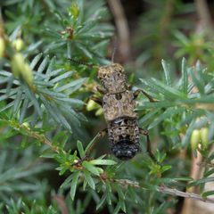 Ontholestes tessellatus