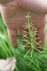 Equisetum × litorale