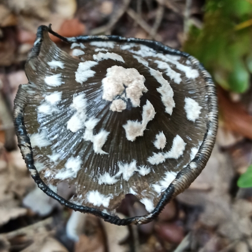 Magpie Inkcap