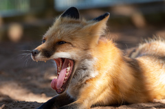 Vulpes vulpes rubricosa