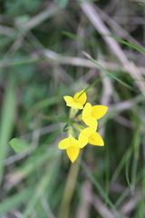 Geranium asphodeloides