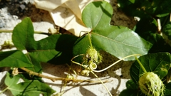 Passiflora ciliata
