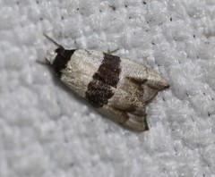Zonopetala glauconephela