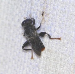 Malometasternum rufocaudatum