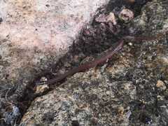 Coniophanes meridanus