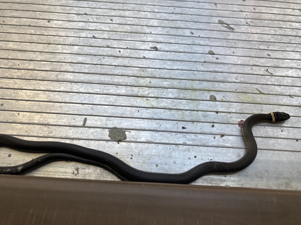 ringnecked snake from Cabbage Run Rd, Frederick, MD, US on October 21