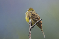 Emberiza citrinella