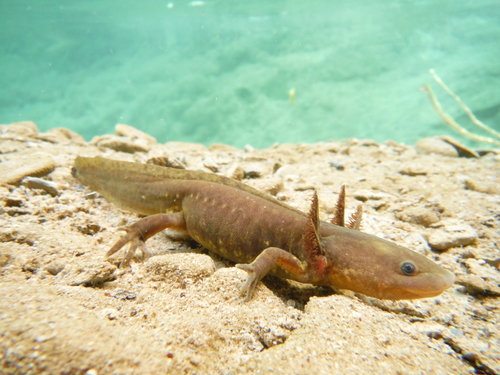 Mexican Tiger Salamander