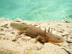 Ambystoma velasci