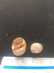 Polinices bifasciatus