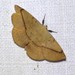 Anthela astata - Photo (c) Ian McMaster, some rights reserved (CC BY-NC), uploaded by Ian McMaster