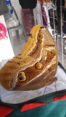 Eryphanis aesacus