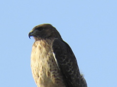 Buteo jamaicensis