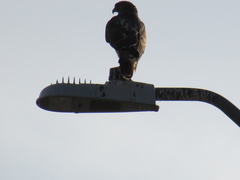 Buteo jamaicensis