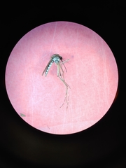 Aedes melanimon