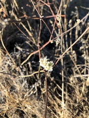 Eriogonum nudum auriculatum