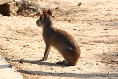 Chacoan Mara photo 2