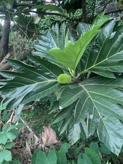 Artocarpus camansi