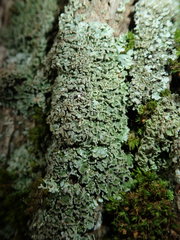 Physconia perisidiosa