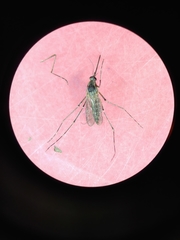 Aedes melanimon