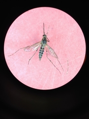 Aedes melanimon