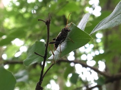 Neoclytus scutellaris