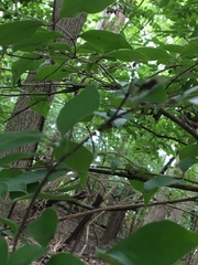 Neoclytus scutellaris