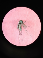 Aedes melanimon