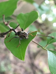 Neoclytus scutellaris