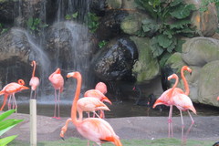 Phoenicopterus ruber