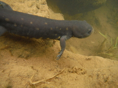 Ambystoma velasci