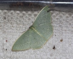 Chlorocoma melocrossa