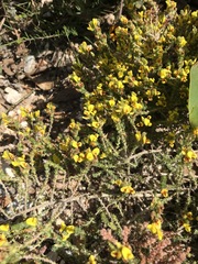 Aspalathus juniperina