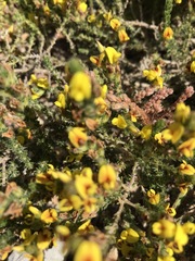 Aspalathus juniperina